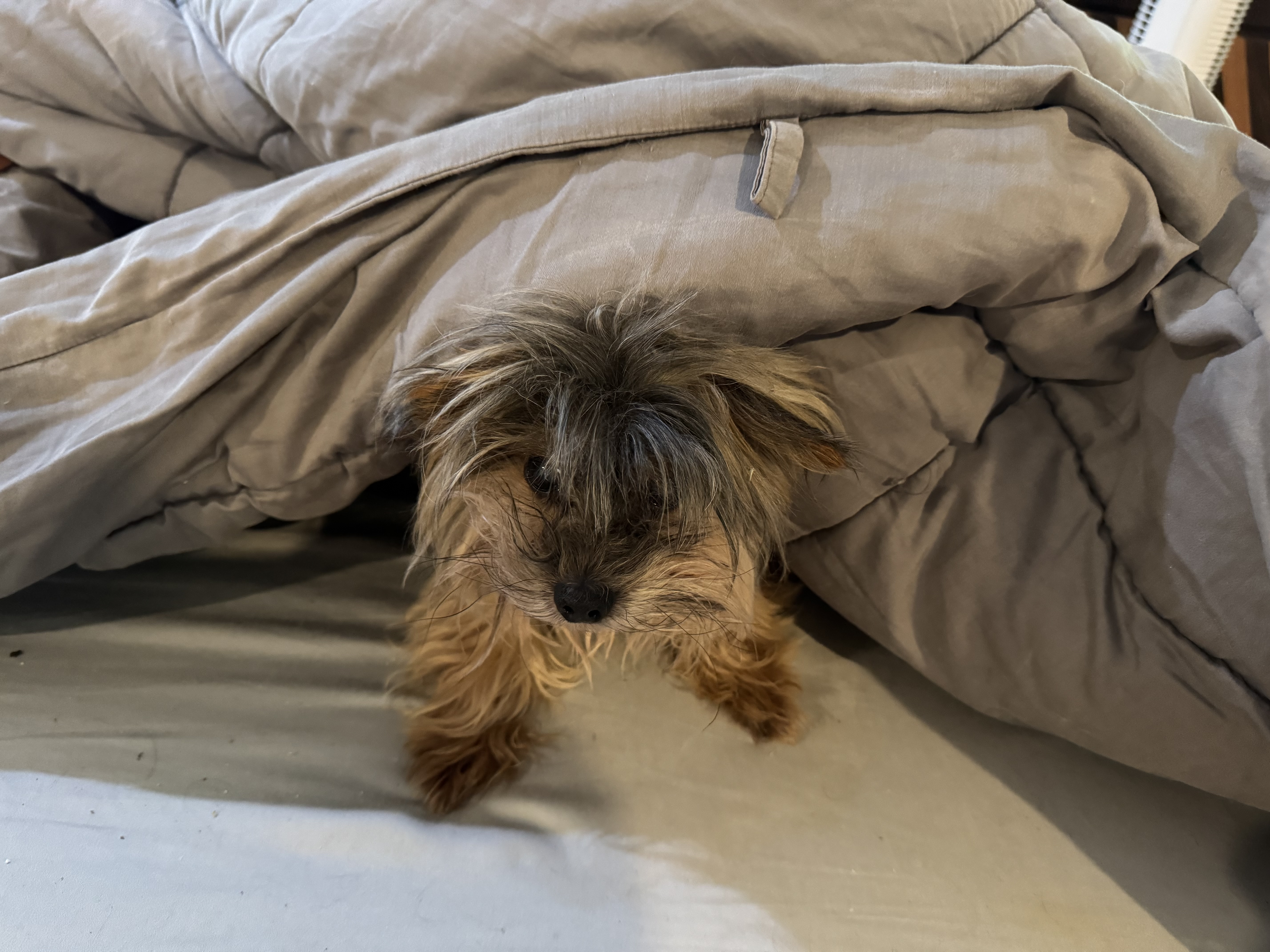 Goodbye Tigger: How a Yorkie Changed My View of the World